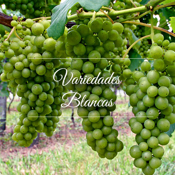 Cyrnos, Variedades de uva Blancas