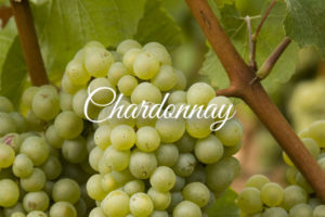 Variedades de uva clara: Chardonnay