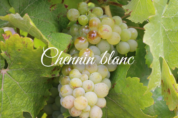 Variedades de uva clara: Chennin_blanc