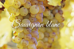 Variedades de uva clara: SuavignonBlanc