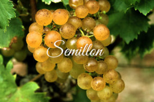 Variedades de uva clara: Semillon