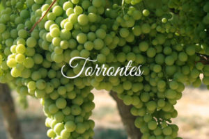 Variedades de uva clara: Torrontes
